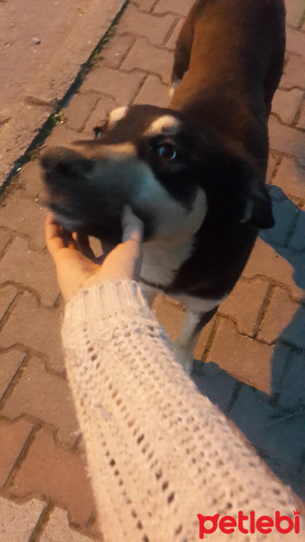 Akbaş, Köpek  Karabaş fotoğrafı