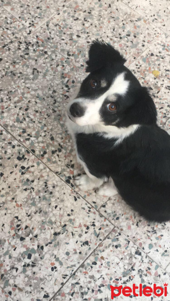 Akbaş, Köpek  Karabaş fotoğrafı