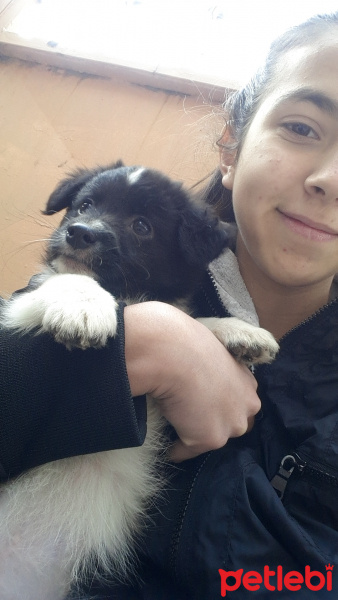 Akbaş, Köpek  Karabaş fotoğrafı