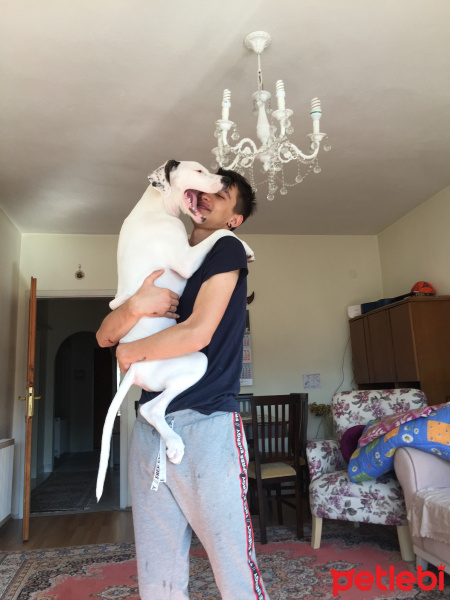 Dogo Arjantin, Köpek  Lucy fotoğrafı