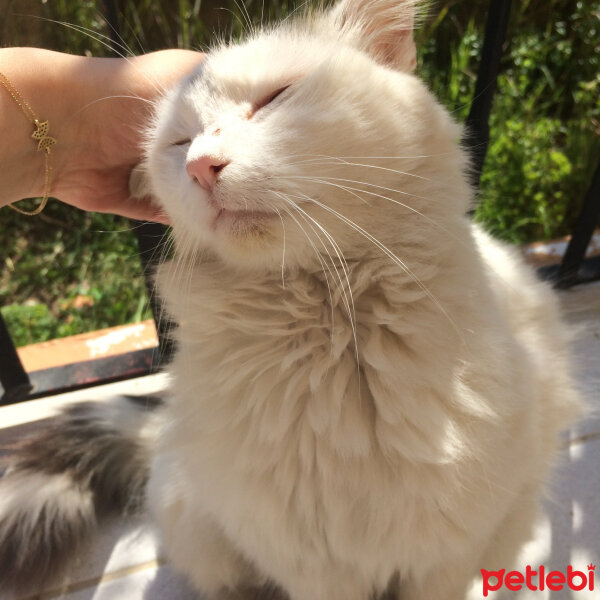 Van Kedisi, Kedi  Petito fotoğrafı