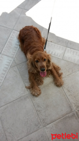 İngiliz Cocker Spaniel, Köpek  cokie fotoğrafı