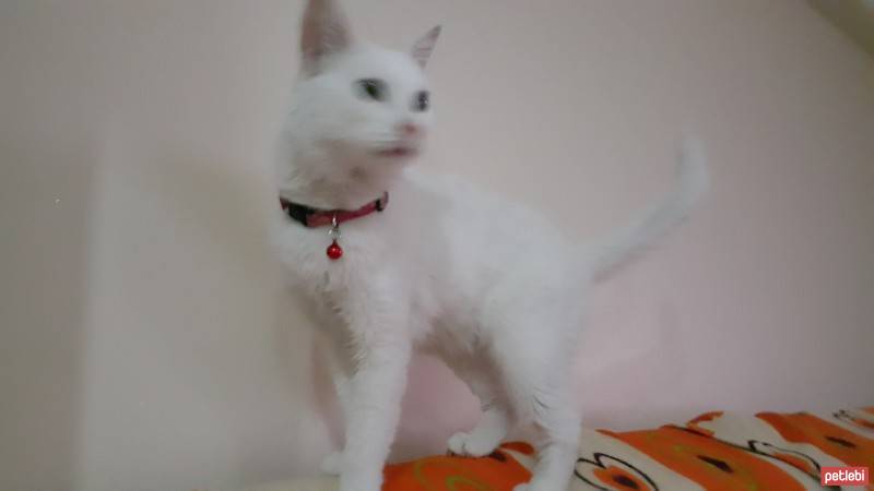 Van Kedisi, Kedi  Prenses fotoğrafı