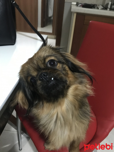 Pekingese, Köpek  Çakıl fotoğrafı