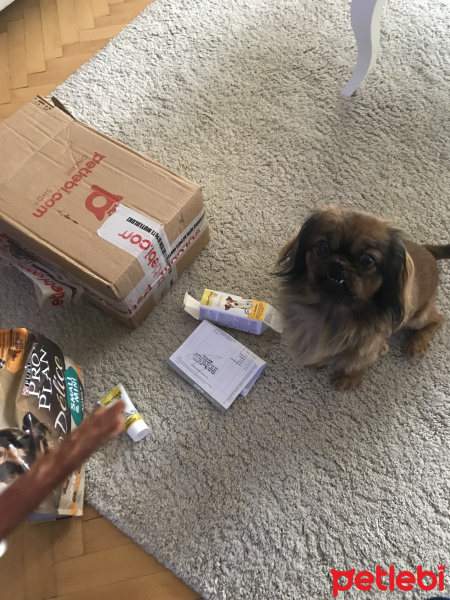 Pekingese, Köpek  Çakıl fotoğrafı