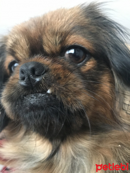 Pekingese, Köpek  Çakıl fotoğrafı