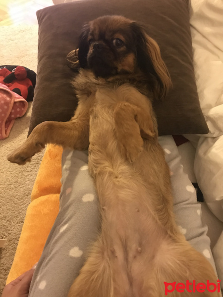Pekingese, Köpek  Çakıl fotoğrafı