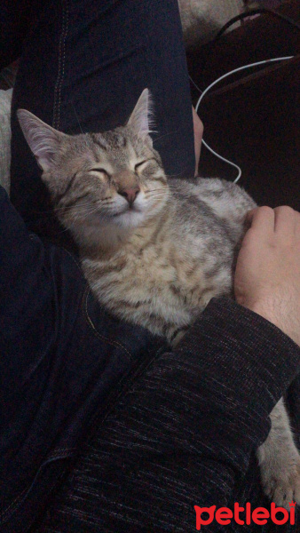 Tekir Kedi, Kedi  Paşa fotoğrafı