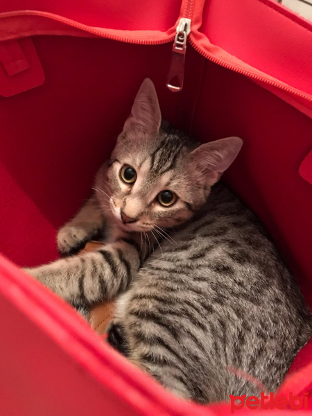 Tekir Kedi, Kedi  Paşa fotoğrafı