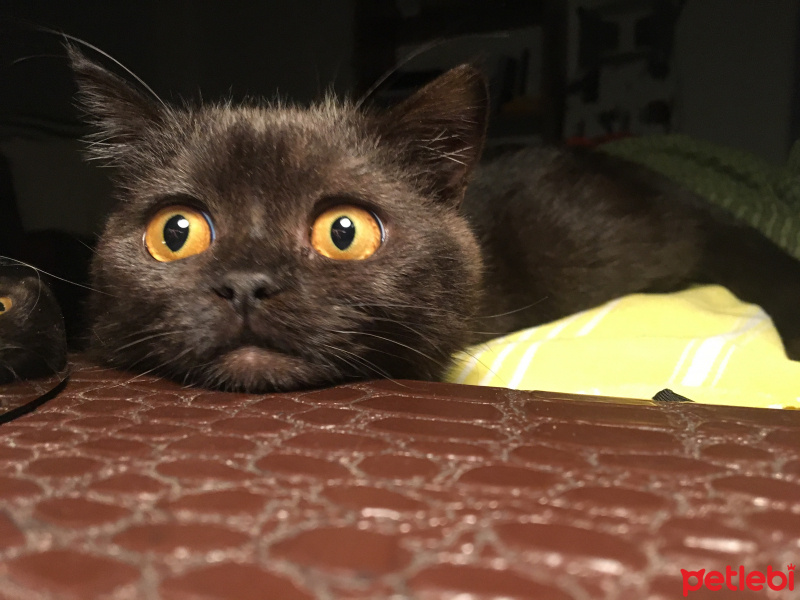 British Shorthair, Kedi  VEGAS fotoğrafı