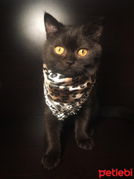 British Shorthair, Kedi  VEGAS fotoğrafı