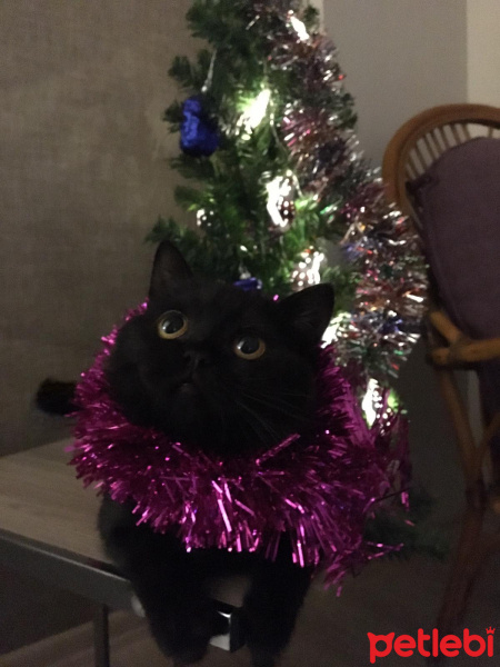 British Shorthair, Kedi  VEGAS fotoğrafı