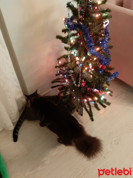 Tekir Kedi, Kedi  Prens fotoğrafı