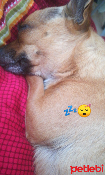 Chihuahua, Köpek  Lia fotoğrafı