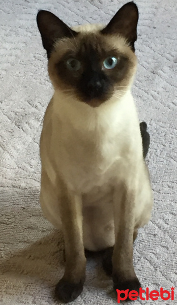 Siyam Kedisi, Kedi  Zilli fotoğrafı