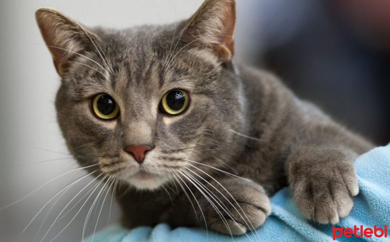 European Shorthair, Kedi  Oğlum fotoğrafı