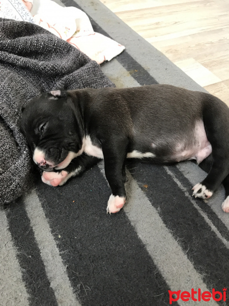 Amerikan Pitbull Terrier, Köpek  Piti fotoğrafı