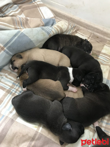 Amerikan Pitbull Terrier, Köpek  Piti fotoğrafı