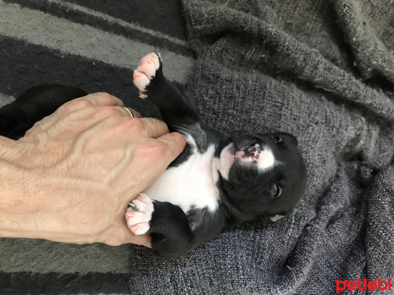 Amerikan Pitbull Terrier, Köpek  Piti fotoğrafı