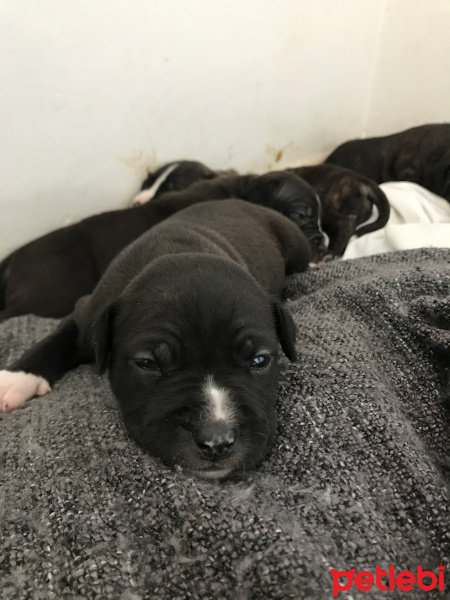 Amerikan Pitbull Terrier, Köpek  Piti fotoğrafı