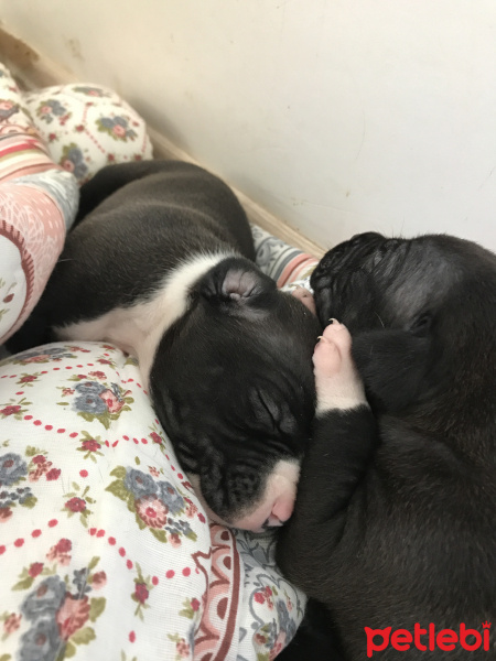 Amerikan Pitbull Terrier, Köpek  Piti fotoğrafı