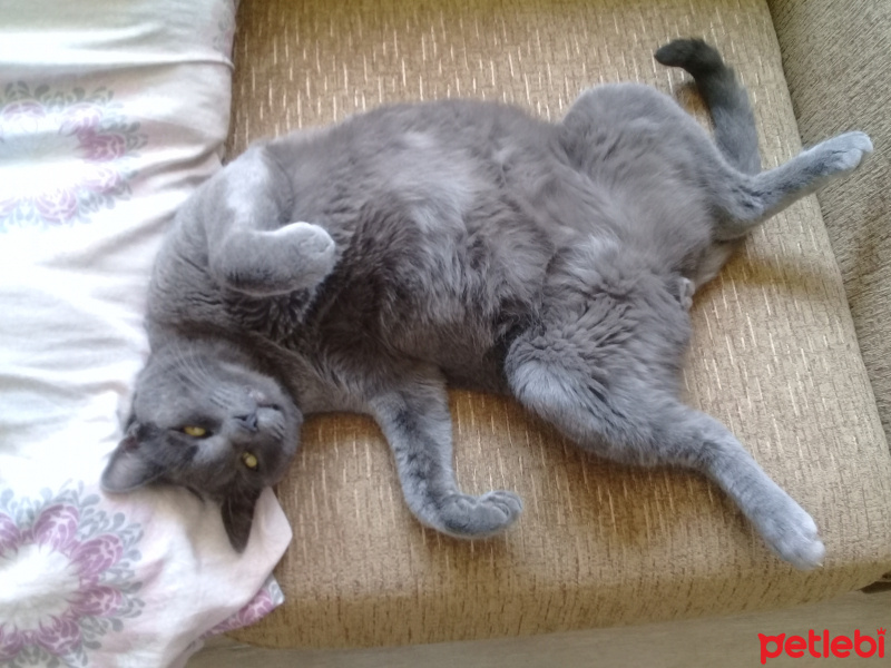 Mavi Rus, Kedi  Gaspar fotoğrafı