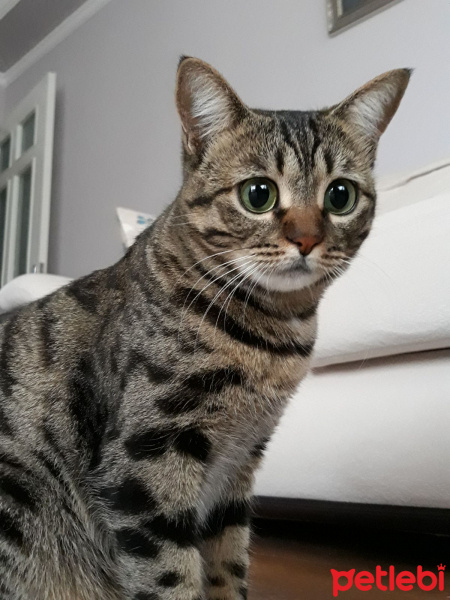 Tekir Kedi, Kedi  MARS fotoğrafı