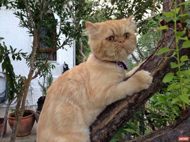 İran Kedisi (Persian), Kedi  köpük fotoğrafı