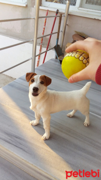 Jack Russell Terrier, Köpek  Zeus fotoğrafı