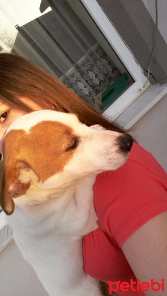 Jack Russell Terrier, Köpek  Zeus fotoğrafı