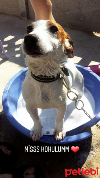 Jack Russell Terrier, Köpek  Zeus fotoğrafı