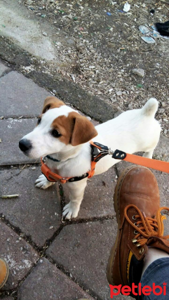 Jack Russell Terrier, Köpek  Zeus fotoğrafı