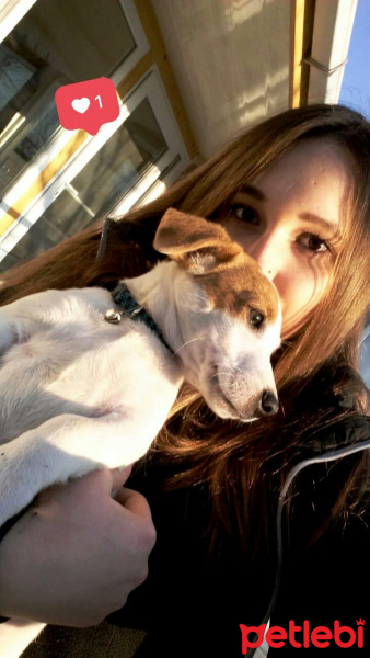 Jack Russell Terrier, Köpek  Zeus fotoğrafı