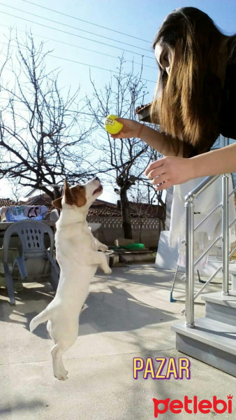 Jack Russell Terrier, Köpek  Zeus fotoğrafı