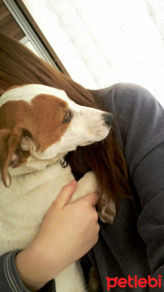 Jack Russell Terrier, Köpek  Zeus fotoğrafı