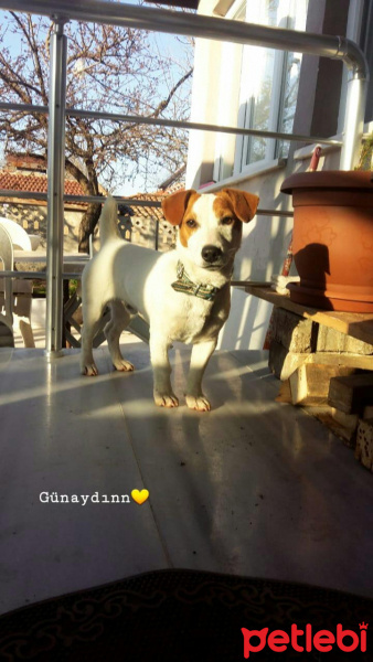 Jack Russell Terrier, Köpek  Zeus fotoğrafı