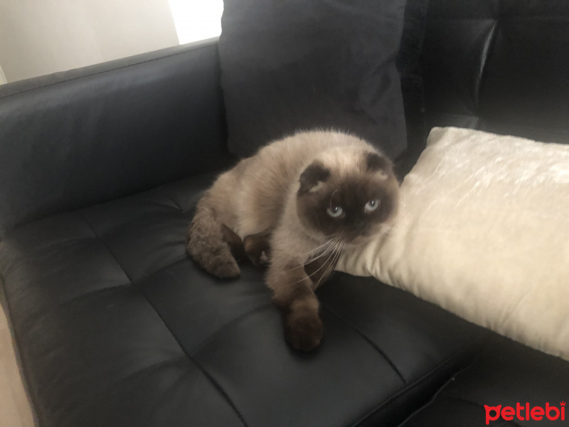 Scottish Fold, Kedi  Lola fotoğrafı