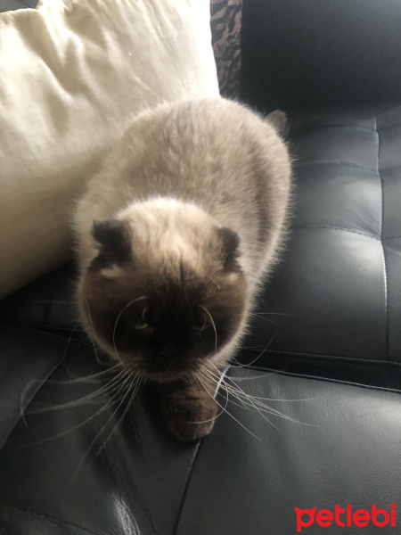 Scottish Fold, Kedi  Lola fotoğrafı