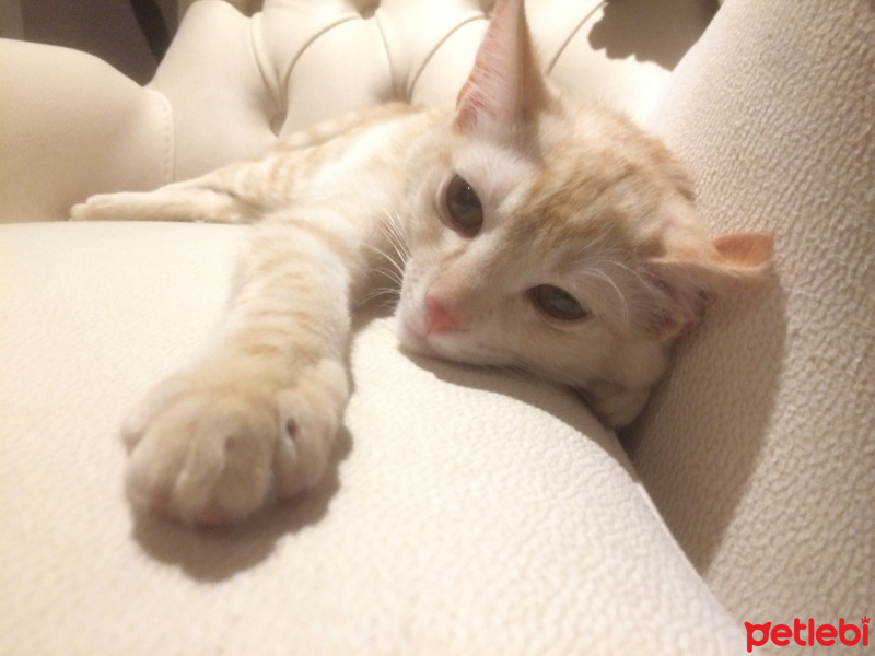 Tekir Kedi, Kedi  Rolex fotoğrafı