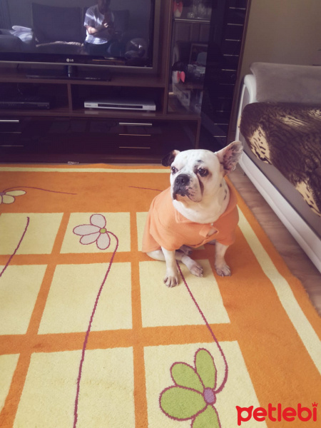 Fransız Bulldog, Köpek  Caki fotoğrafı