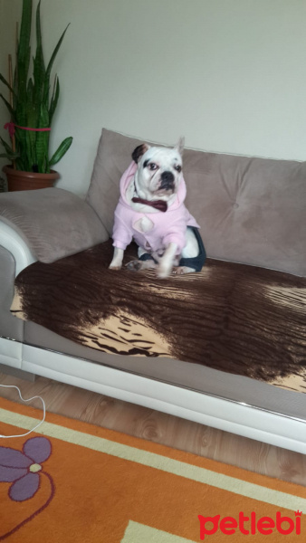 Fransız Bulldog, Köpek  Caki fotoğrafı