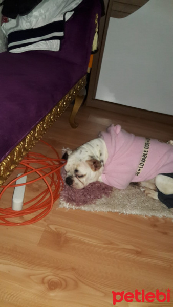 Fransız Bulldog, Köpek  Caki fotoğrafı