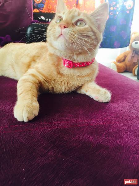 Tekir Kedi, Kedi  Sushi fotoğrafı