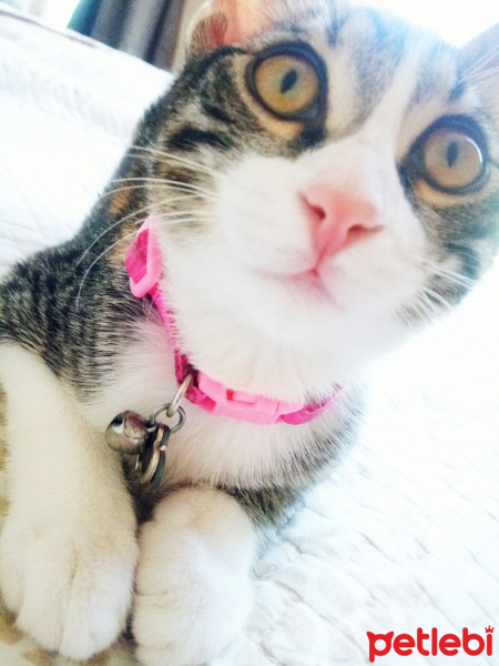 Tekir Kedi, Kedi  Miya fotoğrafı