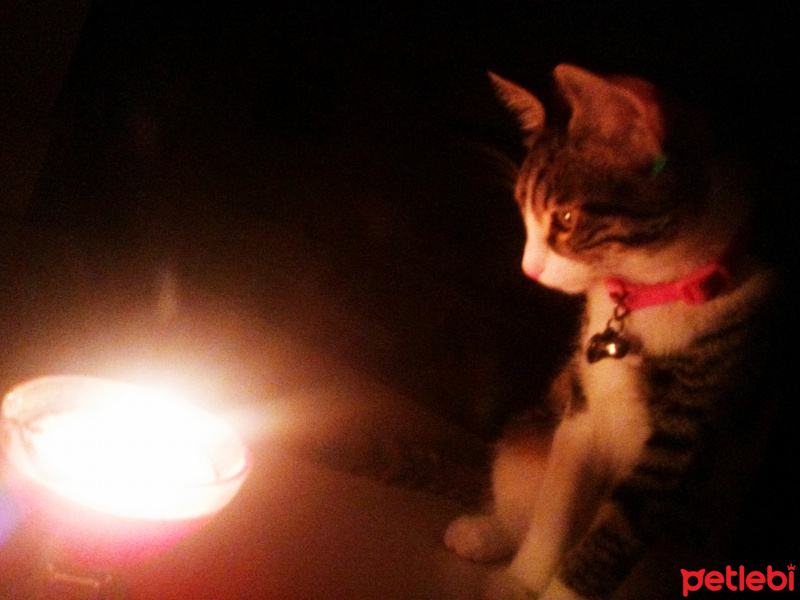 Tekir Kedi, Kedi  Miya fotoğrafı