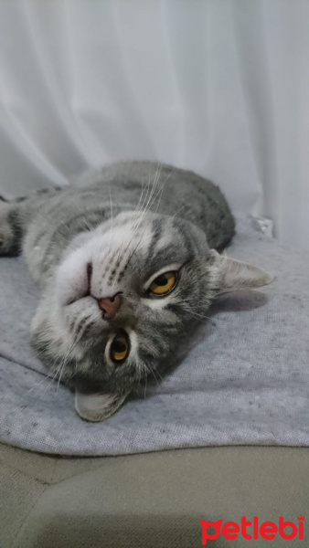 British Shorthair, Kedi  Charlie fotoğrafı