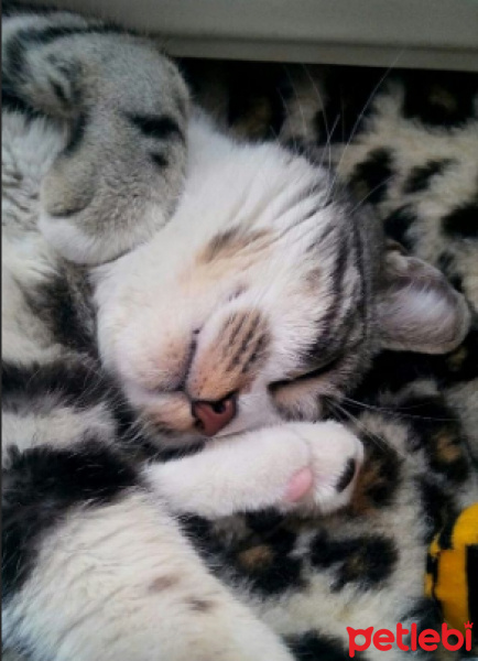 Tekir Kedi, Kedi  Luna fotoğrafı
