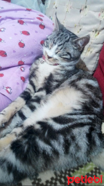 Tekir Kedi, Kedi  Luna fotoğrafı