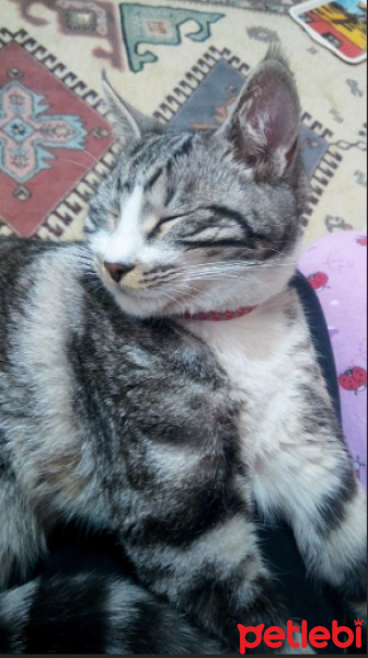 Tekir Kedi, Kedi  Luna fotoğrafı