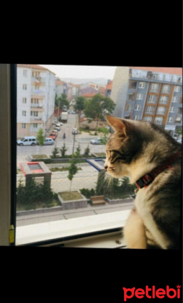Tekir Kedi, Kedi  Luna fotoğrafı